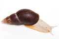 Lissachatina fulica A albino body adult, 13cm